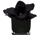 Ароматический диффузор чёрная орхидея в черном кубе из стекла Herve Gambs